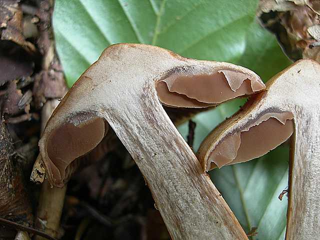 Cortinarius (Telamonia) bulliardii (Pers.) Fr.